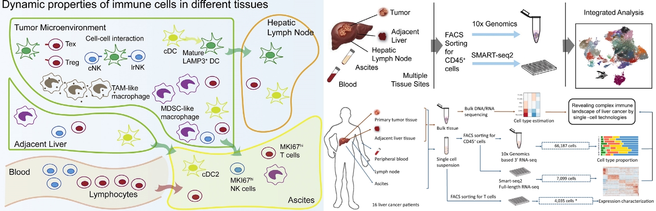 张泽民课题组与合作者揭示肝癌免疫微环境的动态特征（CELL）