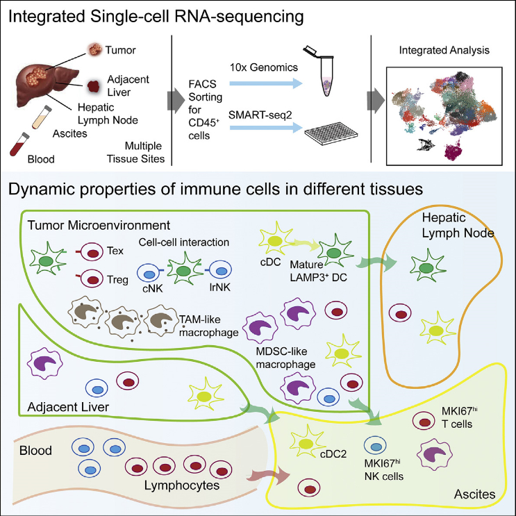 张泽民课题组与合作者揭示肝癌免疫微环境的动态特征（CELL）
