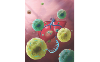 2017年Cell发表张泽民、彭吉润、欧阳文军团队关于肝癌肿瘤免疫微环境的重要成果
